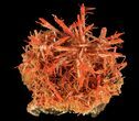 Bright Orange Crocoite Crystals - Tasmania #64363-4